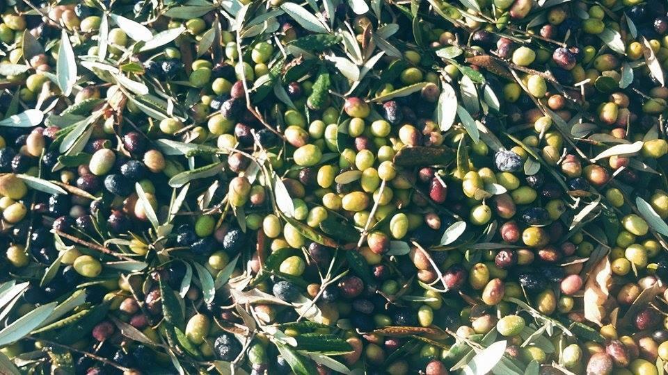 Il Pettirosso B&B Grottaferrata Zewnętrze zdjęcie