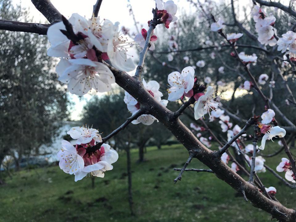 Il Pettirosso B&B Grottaferrata Zewnętrze zdjęcie
