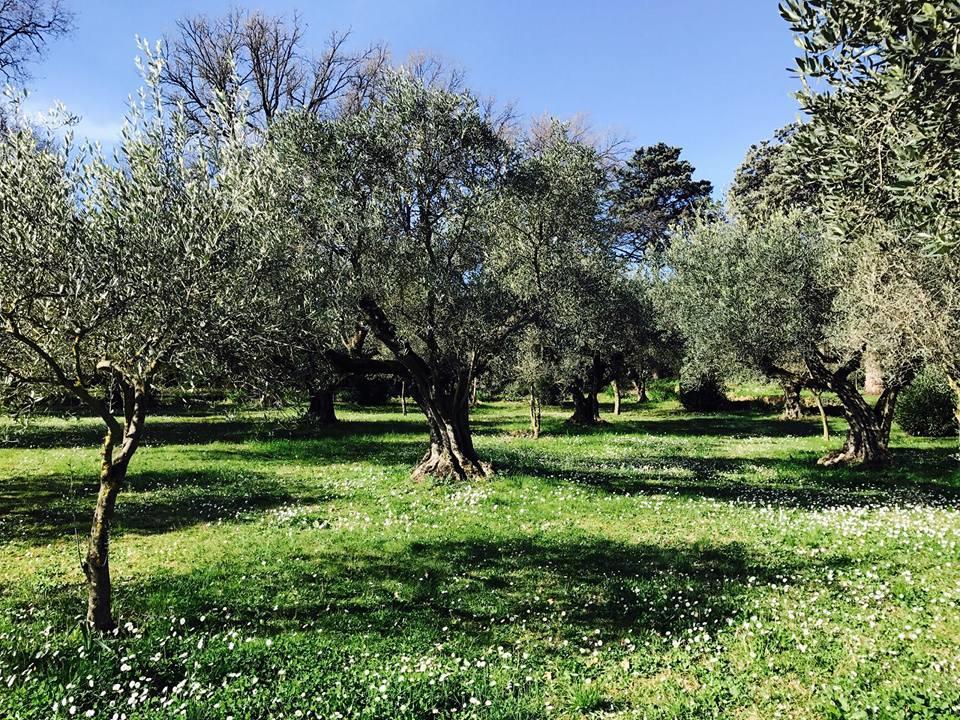 Il Pettirosso B&B Grottaferrata Zewnętrze zdjęcie